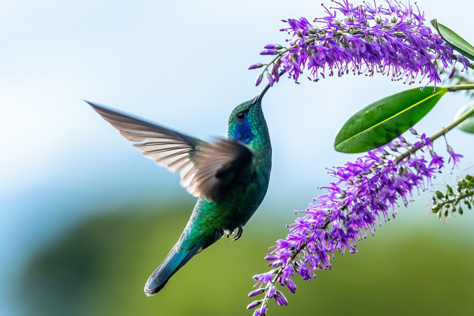 Green Violet-ear Hummingbird (colibri Thalassinus) In Flight Iso